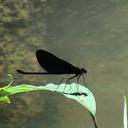 Image of Matronoides cyaneipennis
