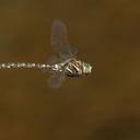Image of Aeshna umbrosa