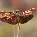 Image of Rhyothemis fulgens