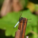 Image of Aethiothemis modesta