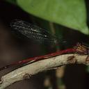 Image of Megalagrion oceanicum