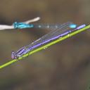 Image of Argia fumipennis
