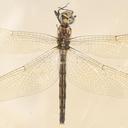 Image of Trithemis anomala