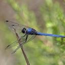 Image of Trithemis dorsalis