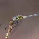 Image of Trithemis morrisoni