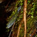 Image of Megalagrion adytum