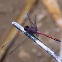 Image of Trithemis lilacina