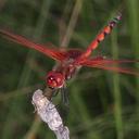Image of Trithemis monardi