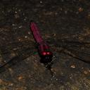 Image of Trithemis maia