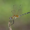 Image of Trithemis pallidinervis