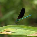 Image of Matrona nigripectus