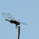 Image of Trithemis tropicana
