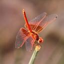 Image of Trithemis kirbyi