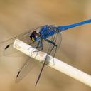 Image of Trithemis furva