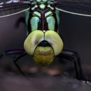 Image of Castoraeschna
