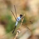 Image of Nesciothemis