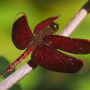 Image of Neurothemis taiwanensis