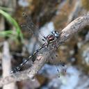 Image of Austropetalia tonyana