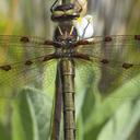 Image of Phyllopetalia