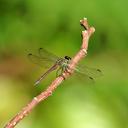 Image of Agrionoptera sanguinolenta