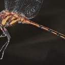 Image of Orthemis cinnamomea