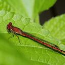 Image of Oxyagrion terminale
