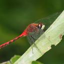 Image of Sympetrum obtrusum