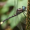 Image of Brechmorhoga rapax