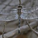 Image of Brechmorhoga mendax