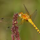 Image of Sympetrum signiferum