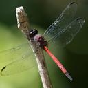 Image of Orthemis levis