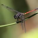 Image of Orthemis cultriformis