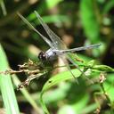Image of Orthemis garrisoni