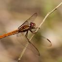 Image of Orthemis aequilibris