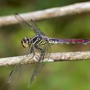 Image of Orthemis biolleyi