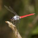 Image of Orthemis paulsoni