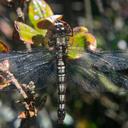 Image of Sympetrum paramo