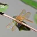 Image of Sympetrum uniforme