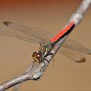 Image of Sympetrum risi