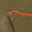Image of Sympetrum gilvum