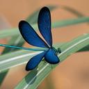 Image of Matrona cyanoptera