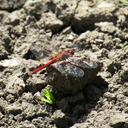 Image of Orthemis nodiplaga