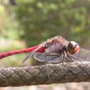 Image of Sympetrum baccha