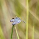 Image of Zenithoptera viola