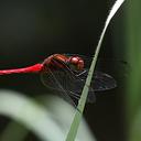 Image of Sympetrum thailandensis