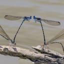 Image of Coenagrionidae