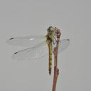 Image of Sympetrum cordulegaster