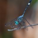 Image of Micrathyria ocellata