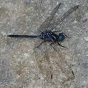 Image of Diplacina sanguinolenta