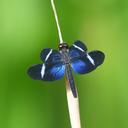 Image of Zenithoptera fasciata